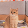 A Foldable Cat Bed with 0range Checked Prints. The Cat Maternity Ward Features Multi - sided Visible and Breathable Grids