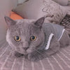 Summer Cotton Cat Puppy Vest Classic Stripes Pet Sleeveless T-shirt for Small Dogs Cats Kitten Clothing Outfit ropa para gatos