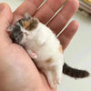 Cute Wool Needle Felting Kit Non-Finished Cat Handmade Wool Felting Material Package Doll Toy DIY Gift Needle Felting Tool Kit