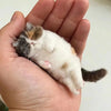 Cute Wool Needle Felting Kit Non-Finished Cat Handmade Wool Felting Material Package Doll Toy DIY Gift Needle Felting Tool Kit